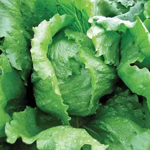 Lettuce (Iceberg) Antartica 1 Seed Packet (200 Seeds)