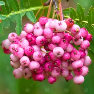 Sorbus Vilmorinii Tree - White Flowers, Array of Pink Berries, Vilmorins Rowan, Hardy (5-6ft)