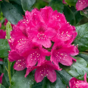 Gardeners Dream Rhododendron Nova Zembla (9cm)