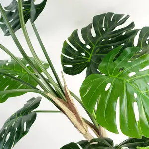 150cm (5ft) Luxury Monstera Plant Black Pot