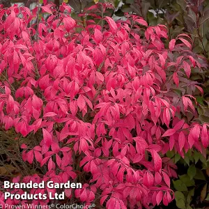 Euonymus alatus Unforgettable Fire HAYMAN 9cm Potted Plant x 1