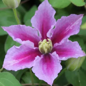 Clematis Piilu - Pink and White Blooms, Climbing Vine, Morning Sun (20-30cm Height Including Pot)