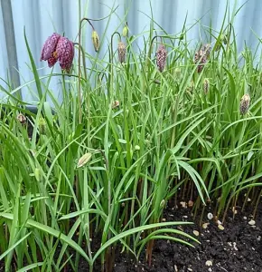 BS Snake's Head Fritillary Bulbs (Fritillaria meleagris) (25 Bulbs)