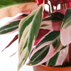 Calathea Triostar - Exotic Foliage, Indoor Houseplant (14cm, 40-50cm)