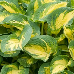 Hosta Great Expectations (10-20cm Height Including Pot) Garden Plant - Compact Perennial, Variegated Foliage