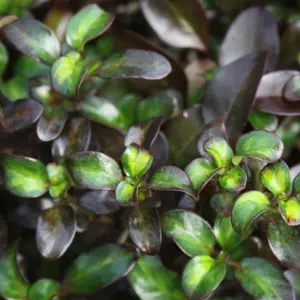 Coprosma Midnight Martini Garden Shrub - Striking Multicolour Foliage, Compact Size, Attracts Pollinators (10-30cm)