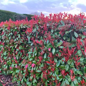 Photinia Red Robin 3.6 Litre Potted Plant x 2