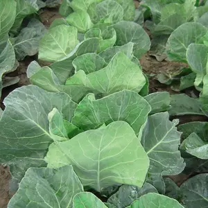 Cabbage Summer Jewel F1 Hybrid 1 Seed Packet (30 Seeds)