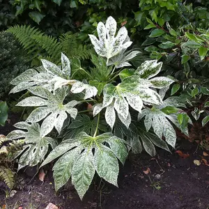 2 x Fatsia Japonica 'Spiders Web' in a 9cm Pots - Castor Oil Plant - Evergreen