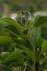 Lincolnshire Fruits Charles Ross Potted Apple 7 Litre Tree