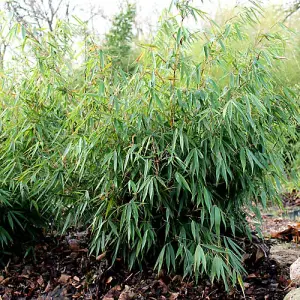 Fargesia Pingwu (40-50cm Height Including Pot) - Clumping Bamboo, Dwarf Size, Partial Shade