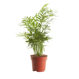 Verve Palm in Terracotta Plastic Grow pot 12cm