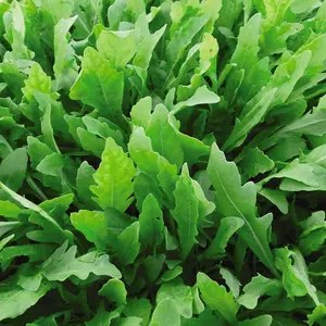 Salad Leaves Rocket Wildfire 1 Seed Packet (500 Seeds)