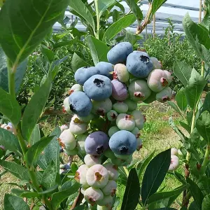 Vaccinium Chandler - Hardy Fruit Shrub, Blueberry Fruits, Low Maintenance (20-30cm Height Including Pot)