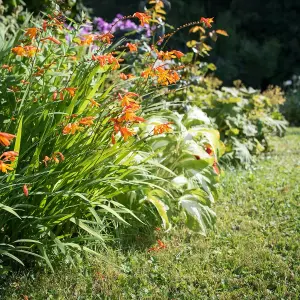 Crocosmia Orange Pekoe in 9cm Pot - Herbaceous Perennial - Ready to Plant