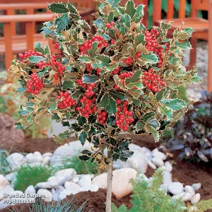 Gift Ilex (Holly) Golden King Standard 17cm Pot x 2