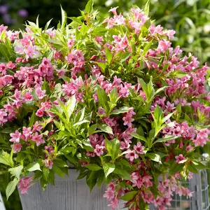 Gardeners Dream Weigela Picobella Rosa (9cm)