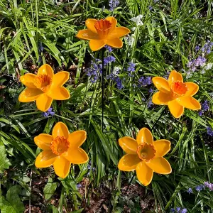 Cast Iron Daffodil Dish Wild Bird Feeders (Set of 5)