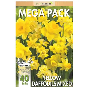 Narcissus Daffodil Bulbs Big Buy Value Pack, 40 Bulbs, Bee Friendly, Easy Planting, Perfect Spring Flowers, Eco-Friendly Packaging