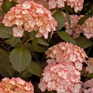 Hydrangea Sabrina Garden Plant - Exquisite Pink and White Blooms, Compact Size (10-30cm Height Including Pot)