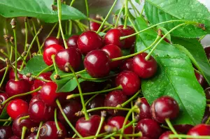 Morello Cherry Tree, 5-6ft Tall, Self-Fertile, Great For Jam & Pies