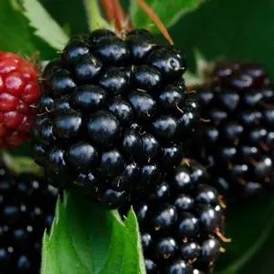 Blackberry Bedford Giant Fruit Bush Rubus Fruiting Berry Shrub Plant Bare Root