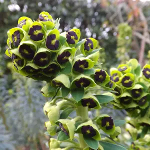 Euphorbia Black Pearl - Lime Green Cup-Shaped Flowers, Hardy Plant, Easy Care (15-30cm Height Including Pot)