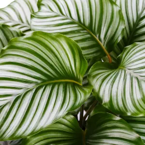 Calathea Orbifolia in 12cm Pot - 30-35cm in Height - Indoor Striped Prayer Plant