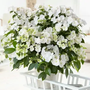 Runaway Bride Snow White Garland Hydrangea Shrub Plant Hydrangea 7L Pot 40cm