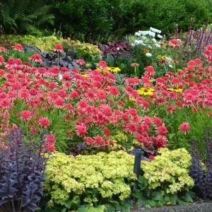 You Garden - Pack of 9 Mixed Winter Hardy Perennial Plants in 9cm Pots - Garden Ready Autumn Bedding Plants in 9cm Pots Garden Pla