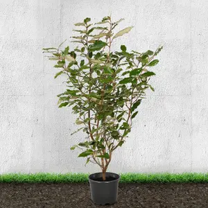 Hedges Direct Oleaster 1m Height Evergreen Hedge Plant