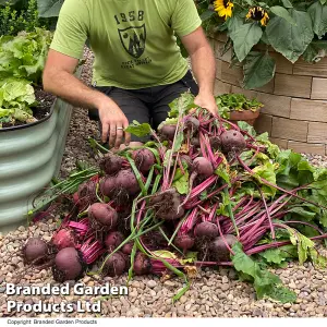 Beetroot Beta vulgaris Jolie F1 1 Seed Packet (140 Seeds)