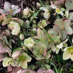 Helleborus 'Winter Sunshine' Elegant Winter-Blooming Hellebore (20-30cm, 3L Pot)