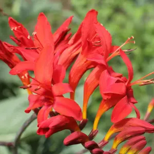 3 x Crocosmia Plant Mix in 9cm Pots - Mixed Varieties - Herbaceous Perennials