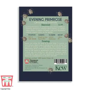 Evening Primrose Promo New Kew Range 1 Seed Packet (500 Seeds)