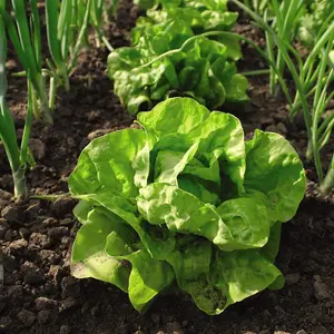 Lettuce All The Year Round 1 Seed Packet (1000 Seeds)