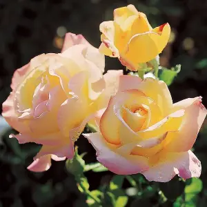 Rose Bush 'Peace' - Two-Toned Hybrid Tea Scented Rose Bush in 3 Litre Pot