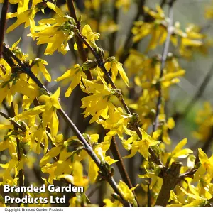 Forsythia Intermedia 1 BR 60/90