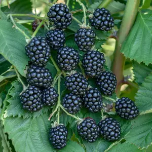 Blackberry Navaho - Thornless, High-Yield, Compact Size (30-40cm Height Including Pot)