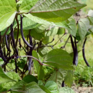 Dwarf Bean Mistic 1 Packet (100 Seeds)