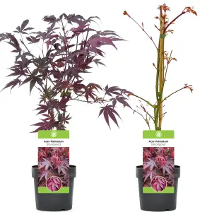 Acer Bloodgood - Deep Red Foliage, Outdoor Plant, Ideal for Gardens, Compact Size (50-70cm Height Including Pot)