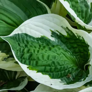 Hosta Patriot 3 Litre Potted Plant x 1