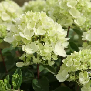 Bombshell Outdoor Shrub Plant Hydrangea Paniculata Flowering Plants 2L Pot