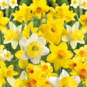 Tall daffodil collection mixed Flower bulbs, 3kg