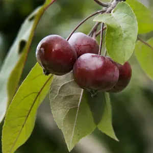 Malus Toringo Scarlett Tree - Crab Apple Ornamental Tree, Deep Pink Flowers, Hardy, Low Maintenance (5-6ft)