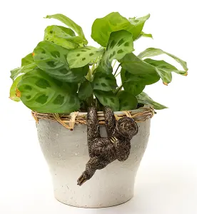 Three Toed Sloth Plant Pot Hanger