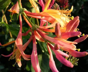 Honeysuckle - Lonicera x Heckrottii 'Gold Flame' - 9cm Potted Plant x 3