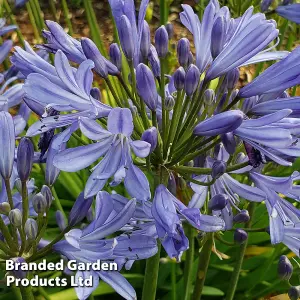 Agapanthus Blue Storm 9cm Potted Plantx 1