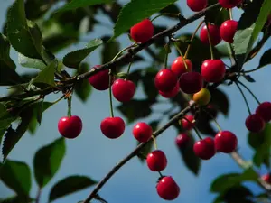 Direct Plants Dwarf Patio Morello Cherry Fruit Tree 4-5ft Tall Gisela 5 Rootstock in a 5 Litre Pot