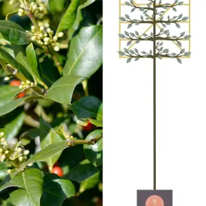 Holly Pleached Tree with Staking Kit - 200cm Stem and 8cm Girth